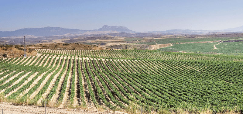 Les vignobles de Bodegas Campillo