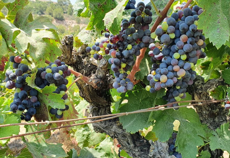 Vieilles vignes de Maia Winery Vieilles vignes de Maia Winery
