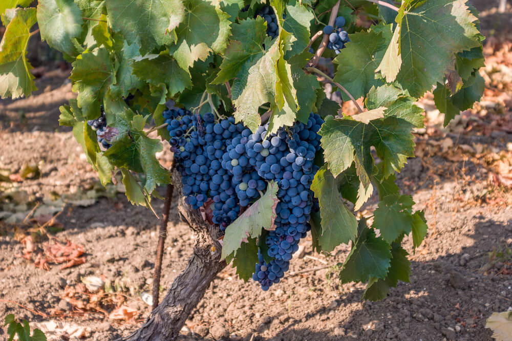 Nero d'Avola Druif aan de Wijnstok