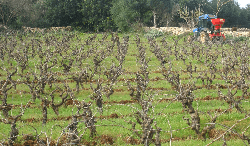 Vigne Anima Negra