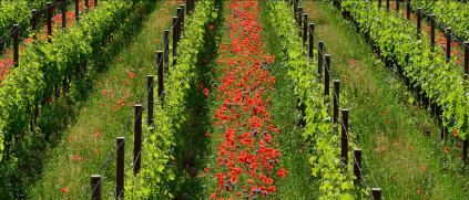 Une nature saine donne des vignes saines Une nature saine donne des vignes saines