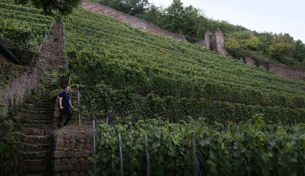 Wijnhuis Fuerst Vineyards Schlossberg