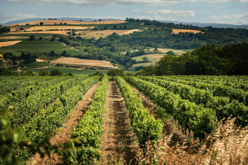 Un vignoble LGI en Languedoc Un vignoble LGI en Languedoc