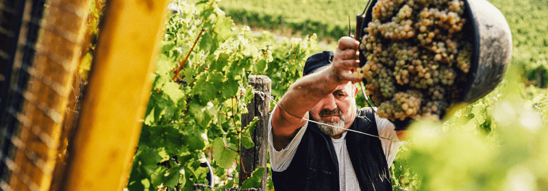 Lese auf dem Weingut Jakob Schneider