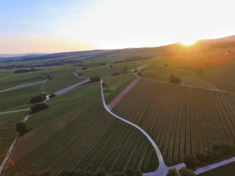 Vue sur les vignobles du domaine Prinz