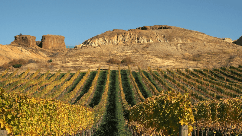 Central Otago wijnstokken