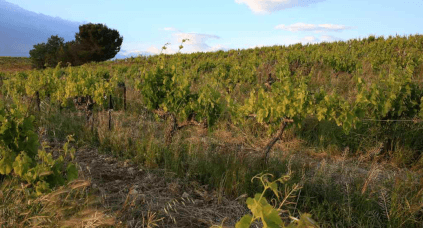 Wijngaard in Rasteau