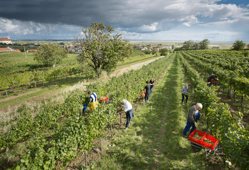 Lese in den Weingärten