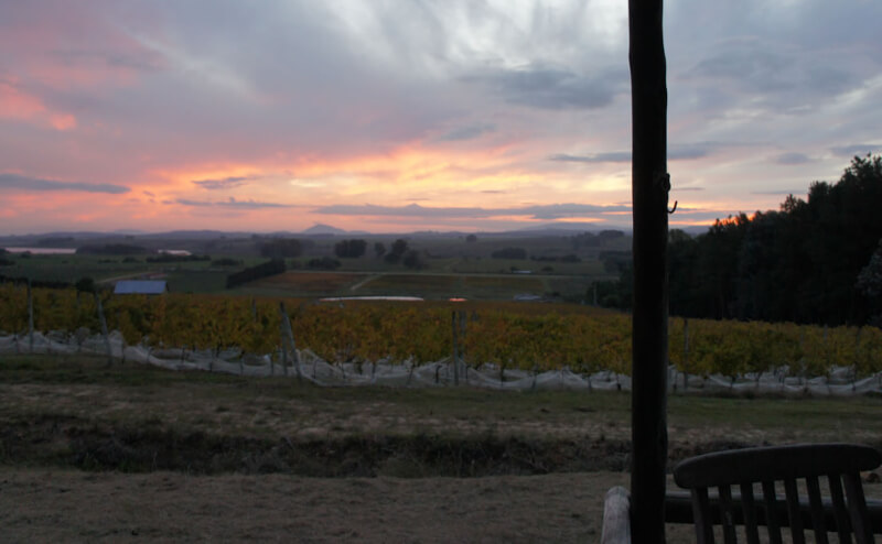 Weinberge im Herbst Alto de la Ballena Weinberge im Herbst Alto de la Ballena