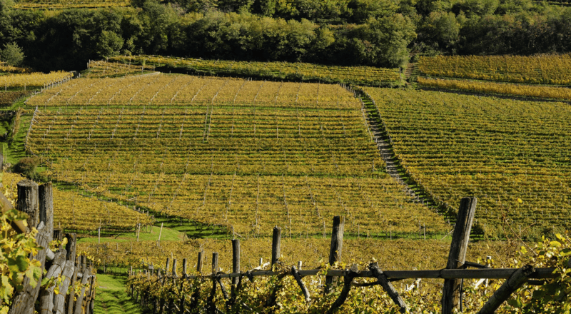 Villa de Varda Wijngaard