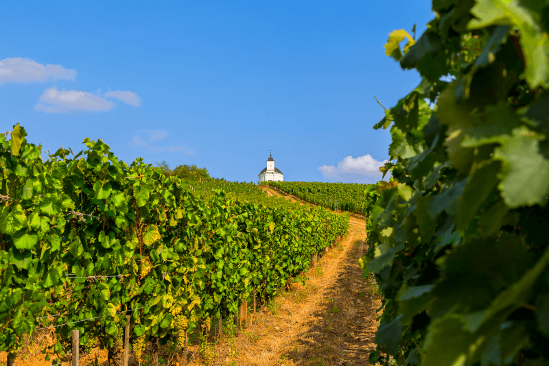 Tokaj-wijngaarden