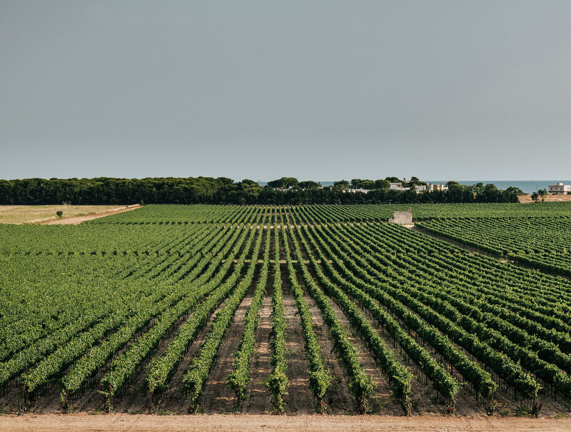 Wijngaarden San Marzano