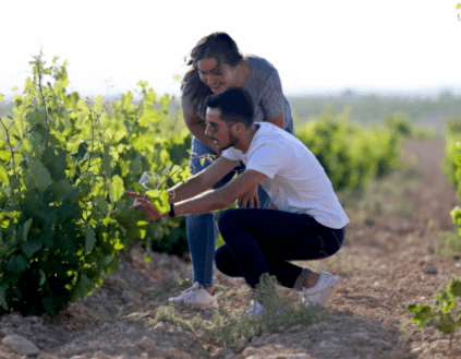 Soin de la vigne chez Castano