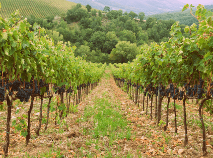 Weinberg der Tenuta di Vignole Weinberg der Tenuta di Vignole