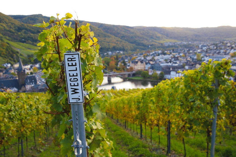 Vignoble Wegeler Docteur
