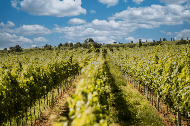 Wijnhuis Anselmann Weinreben