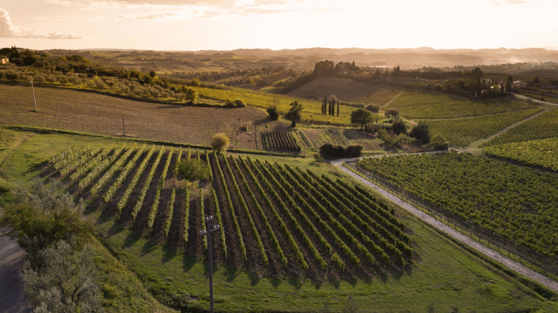 Blick über die Weinberge von San Michele a Torri Blick über die Weinberge von San Michele a Torri