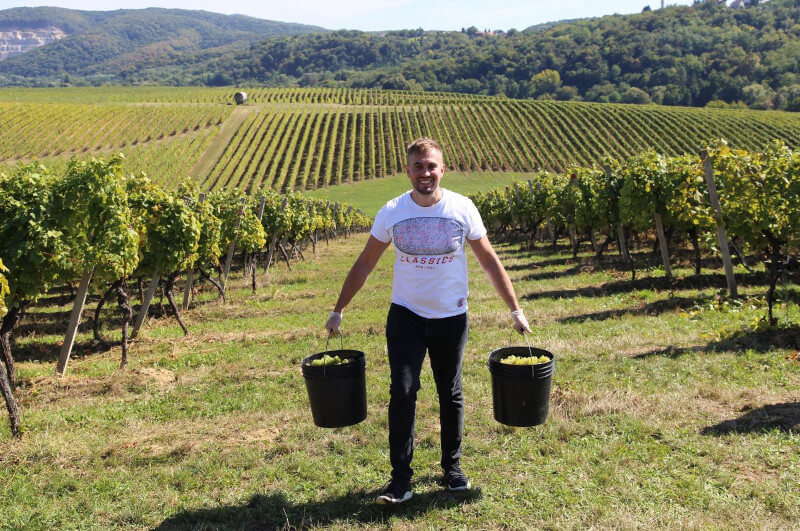 weingut-badel_1862-weinberg-1 weingut-badel_1862-weinberg-1