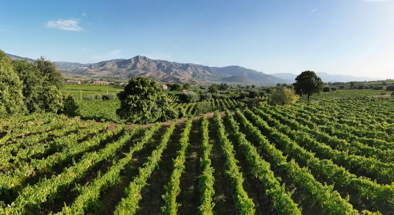 Rosé uit de hele wereld en in al zijn facetten - 6x kennismakingspakket