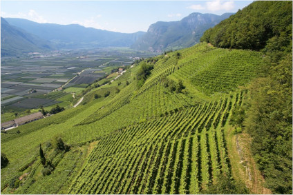 Le vignoble Frauenrigl du domaine Peter Zemmer Le vignoble Frauenrigl du domaine Peter Zemmer