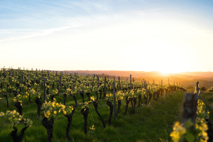 Vignobles de Cognac Chabasse Vignobles de Cognac Chabasse