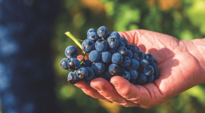 La base des 360 est le Garnacha et le Tempranillo
