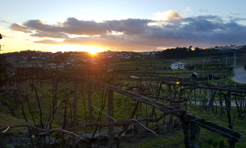 Quinta da Lixa Weinberge mit Pergolas
