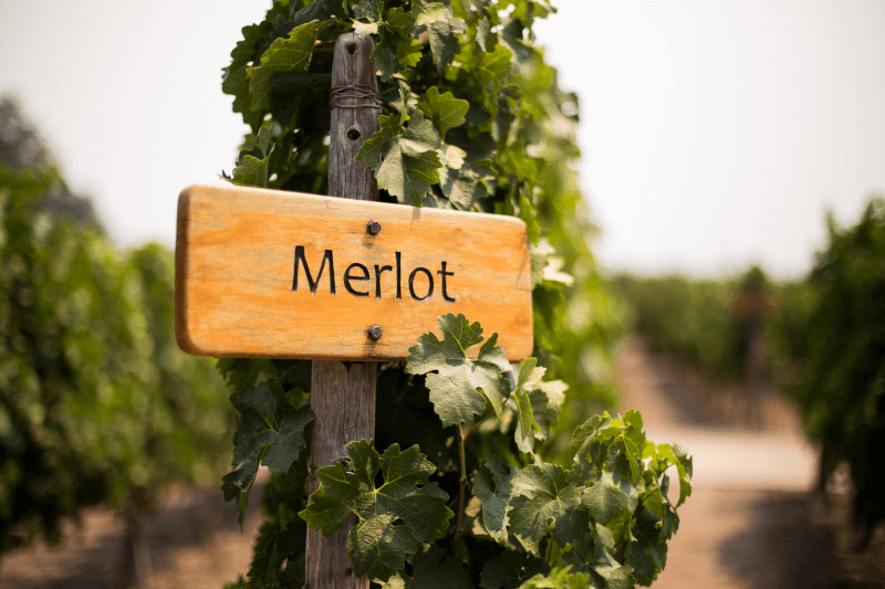 Handelsweinzeichen-Merlot-am-Rebstock