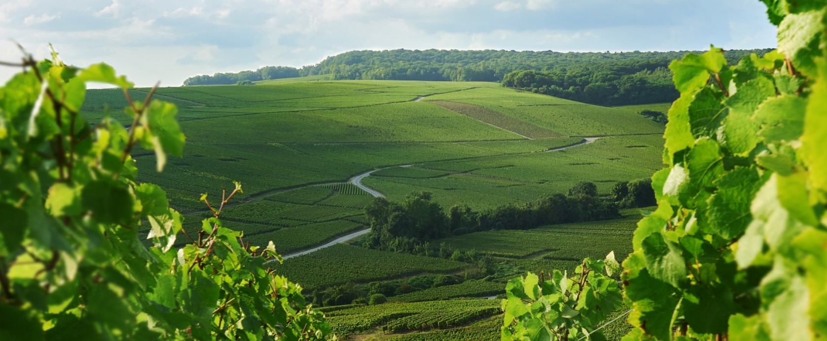 Les vignobles de la Maison Charles Heidsieck Les vignobles de la Maison Charles Heidsieck