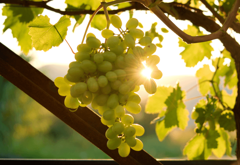 Raisins Sauvignon Blanc sur la vigne Raisins Sauvignon Blanc sur la vigne