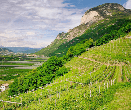 Vignoble Ferrari Trento