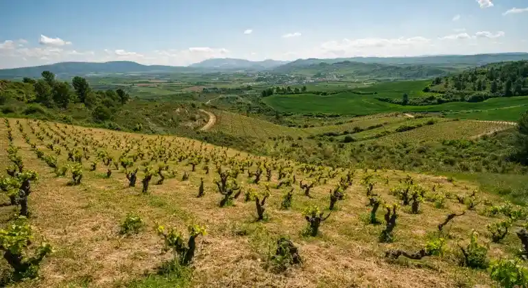 Genot van rode wijn uit Navarra - 6x ontdekkerspakket