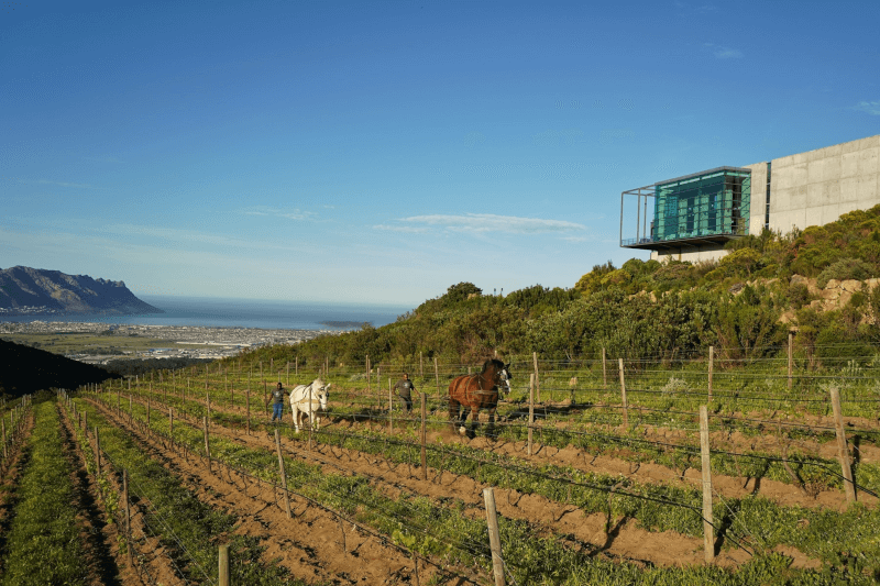 Waterkloof Vineyard Redactie