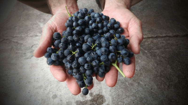 Vintage bij Somek Winery