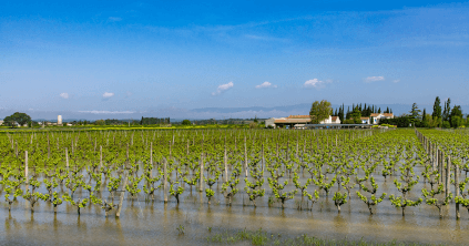 Überflutete Rebflächen bei Domaine de la Ferrandière
