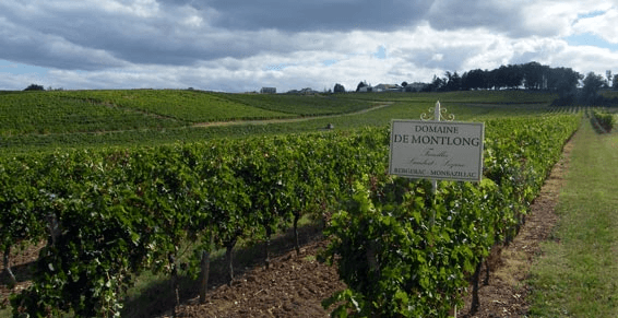 Weinberge der Domaine Montlong