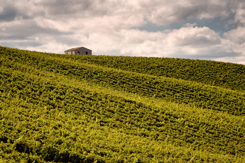 Talamonti Tenuta