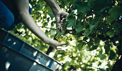 Handpluk bij William Fevre