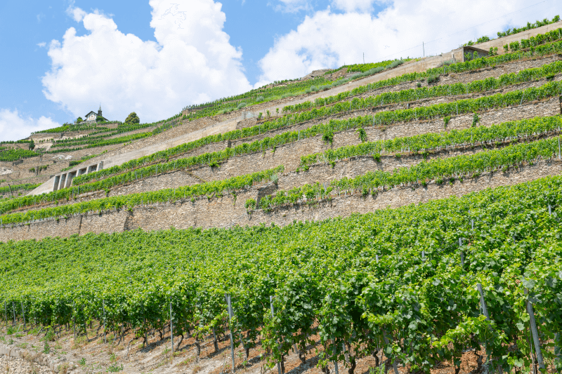 Domaine du Colombier Wijngaard Rhônedal