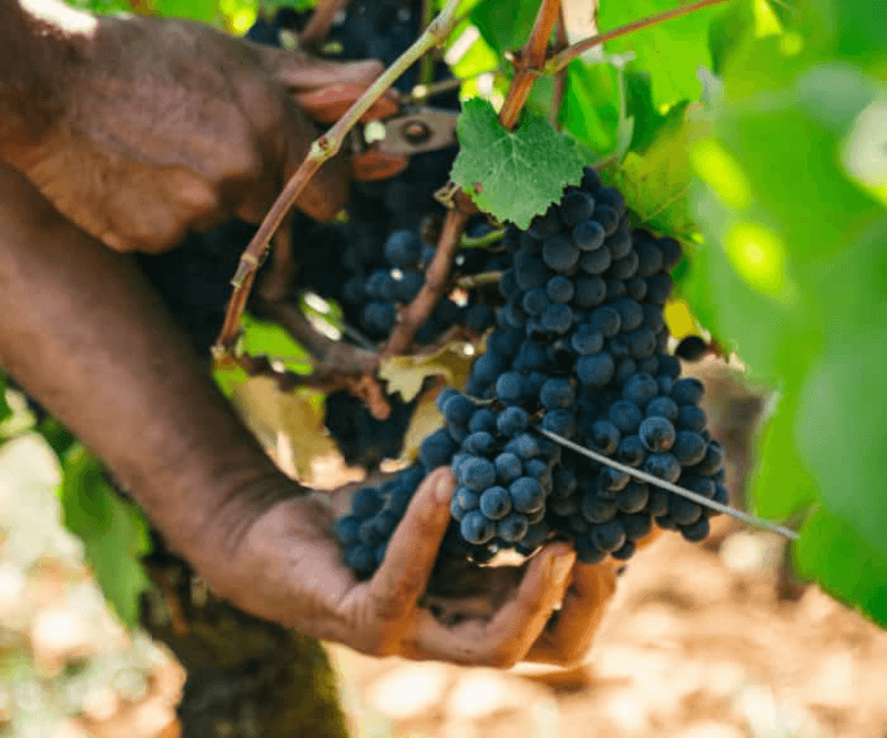 Domaine d Ardhuy Wein Domaine d Ardhuy Wein