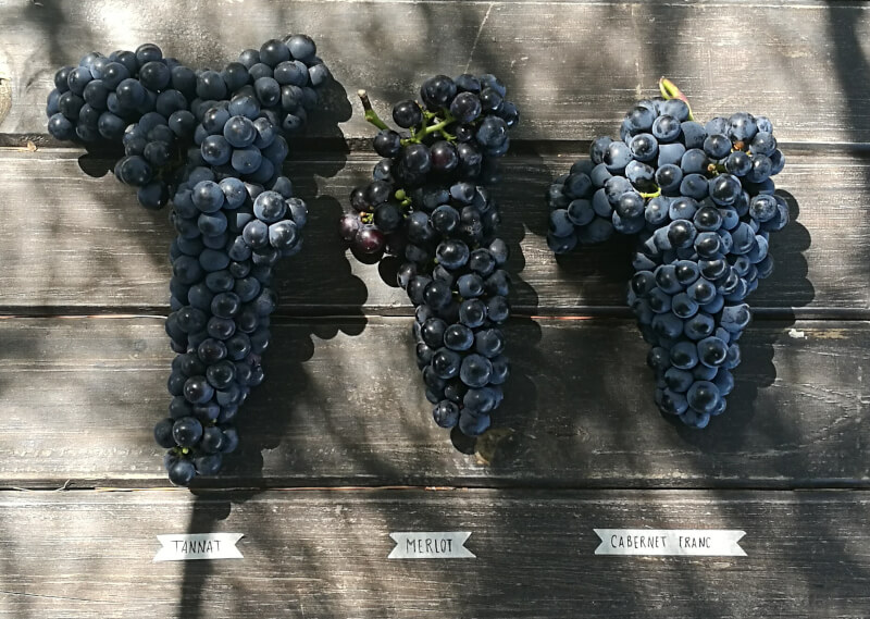 Trauben Alto de la Ballena Trauben Alto de la Ballena