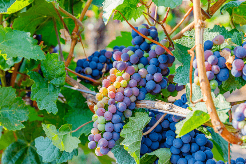 Moldavische wijnen druiven