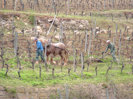 De Comtois-paarden van Domaines Schlumberger aan het werk
