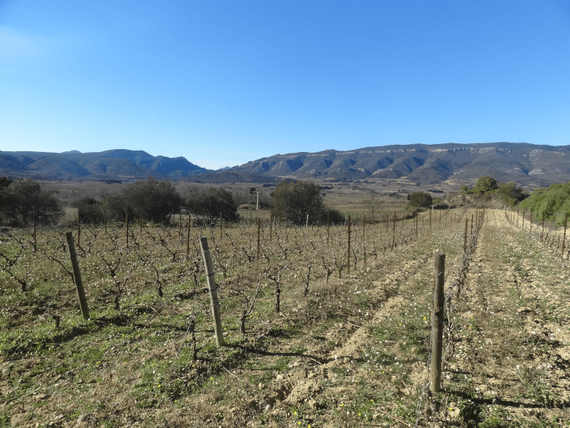 Chateau Wiala Weinberg