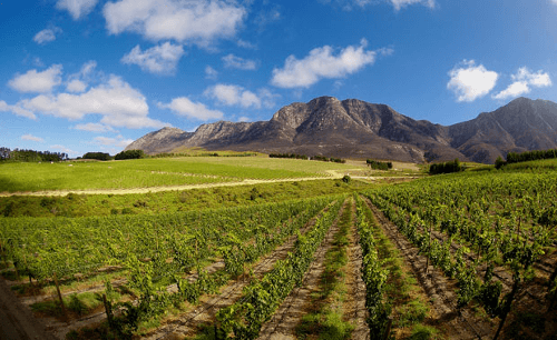 Uitzicht over de wijngaarden naar de Simonsberg Uitzicht over de wijngaarden naar de Simonsberg