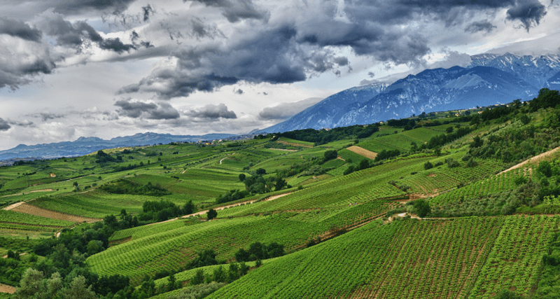 Tenuta Ulisse wijngaard