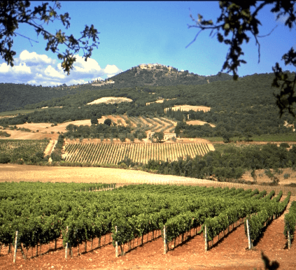 Weinberge von Collosorbo