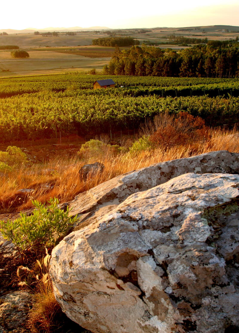 Weinberge Alto de la Ballena Weinberge Alto de la Ballena