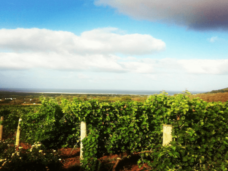 Cape Point Vineyards Wijngaarden aan zee