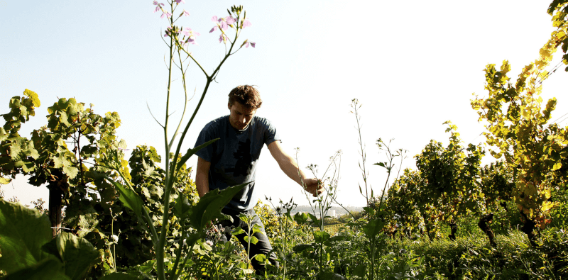 Alexander Pflüger dans les vignes Alexander Pflüger dans les vignes
